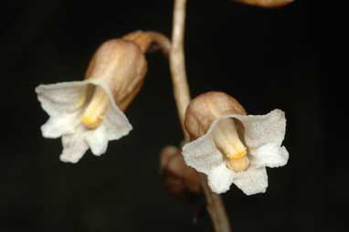 APII jpeg image of Gastrodia surcula  © contact APII
