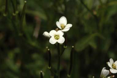 APII jpeg image of Cardamine lilacina  © contact APII