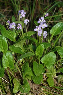 APII jpeg image of Viola betonicifolia subsp. betonicifolia  © contact APII