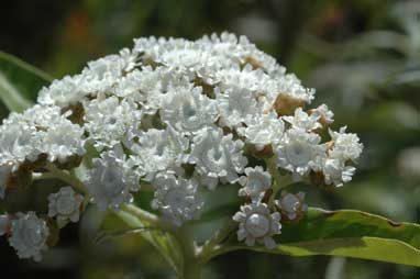 APII jpeg image of Ozothamnus stirlingii  © contact APII