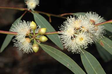 APII jpeg image of Eucalyptus parramattensis  © contact APII