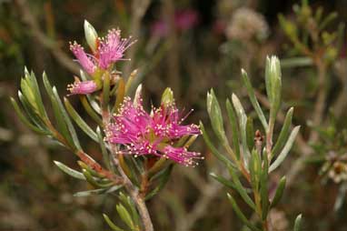 APII jpeg image of Melaleuca sapientes  © contact APII