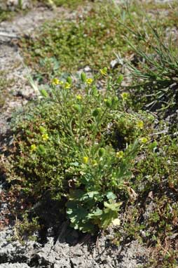APII jpeg image of Ranunculus sceleratus  © contact APII