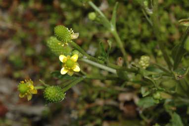 APII jpeg image of Ranunculus sceleratus  © contact APII