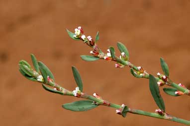 APII jpeg image of Polygonum aviculare  © contact APII