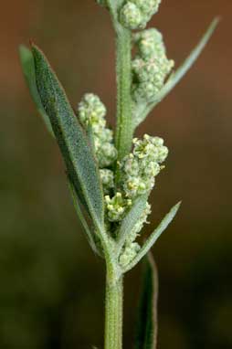 APII jpeg image of Chenopodium album  © contact APII