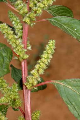 APII jpeg image of Amaranthus powellii  © contact APII