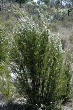 APII jpeg image of Kunzea ericoides  © contact APII