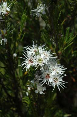 APII jpeg image of Kunzea ericoides  © contact APII