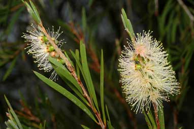 APII jpeg image of Callistemon sieberi  © contact APII