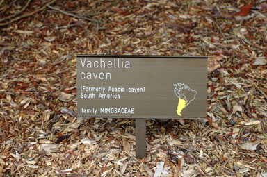 APII jpeg image of Vachellia caven  © contact APII