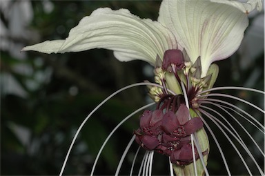 APII jpeg image of Tacca integrifolia  © contact APII