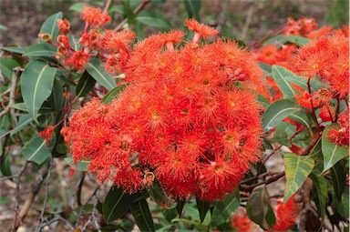 APII jpeg image of Corymbia ficifolia 'Dwarf Orange'  © contact APII