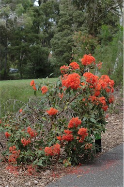 APII jpeg image of Corymbia ficifolia 'Dwarf Orange'  © contact APII