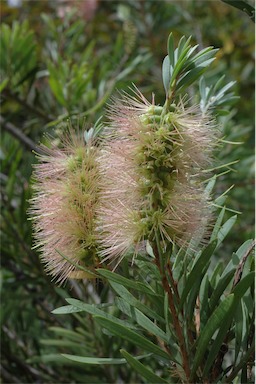 APII jpeg image of Callistemon pachyphyllus 'Smoked Salmon'  © contact APII