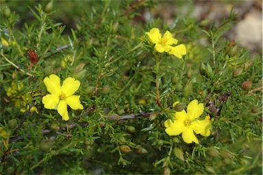 APII jpeg image of Hibbertia serpyllifolia  © contact APII