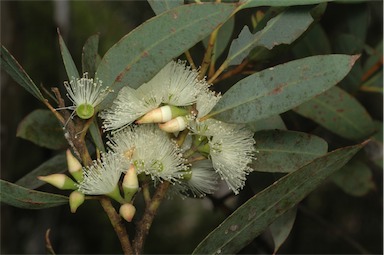APII jpeg image of Eucalyptus ligulata subsp. stirlingica  © contact APII