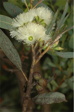 APII jpeg image of Eucalyptus ligulata subsp. stirlingica  © contact APII