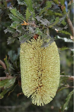 APII jpeg image of Banksia lemanniana  © contact APII