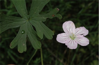 APII jpeg image of Geranium neglectum  © contact APII