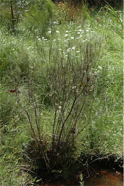 APII jpeg image of Olearia glandulosa  © contact APII