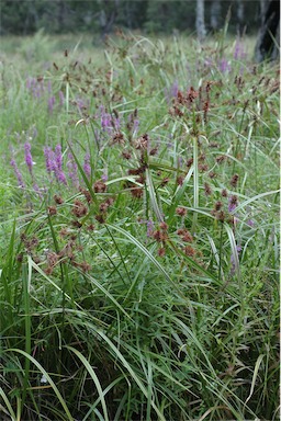 APII jpeg image of Cyperus lucidus  © contact APII