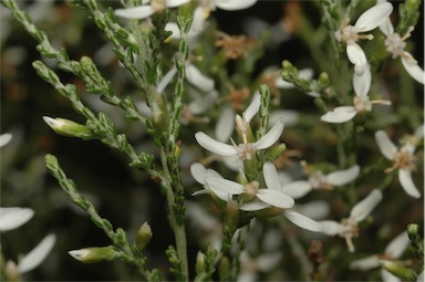 APII jpeg image of Olearia microdisca  © contact APII