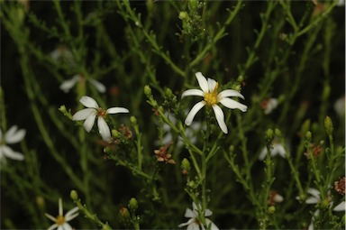 APII jpeg image of Olearia decurrens  © contact APII