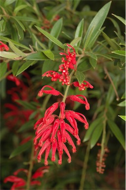 APII jpeg image of Grevillea 'LadyO'  © contact APII