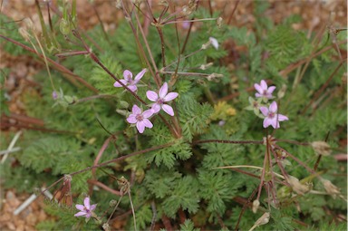 APII jpeg image of Erodium cicutarium  © contact APII