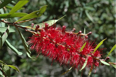 APII jpeg image of Callistemon viminalis 'Ayr'  © contact APII