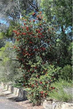 APII jpeg image of Callistemon 'Howie's Fire Glow'  © contact APII