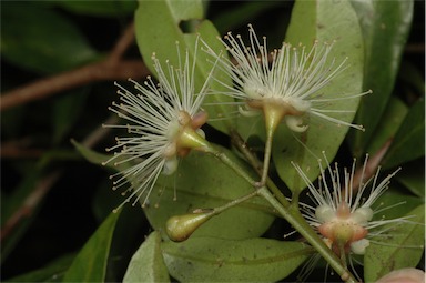 APII jpeg image of Syzygium paniculatum 'Lillyput'  © contact APII