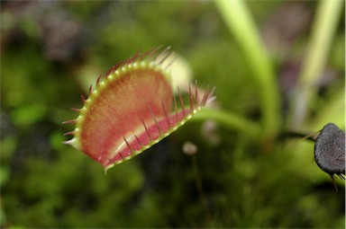 APII jpeg image of Dionaea muscipula  © contact APII