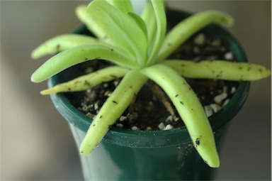 APII jpeg image of Pinguicula 'Hawkesbury'  © contact APII