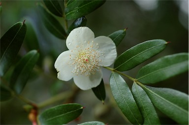 APII jpeg image of Eucryphia moorei  © contact APII