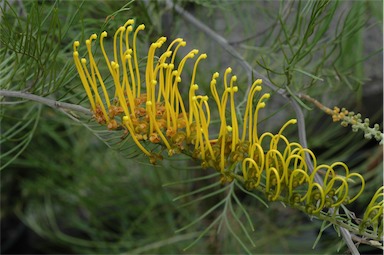 APII jpeg image of Grevillea 'Golden Lyre'  © contact APII