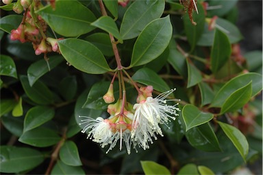 APII jpeg image of Syzygium 'Aussie Northern Lights'  © contact APII