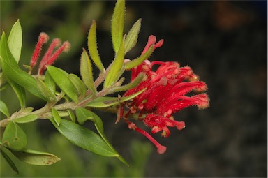 APII jpeg image of Grevillea 'Cherry Cluster'  © contact APII