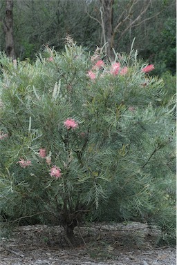 APII jpeg image of Grevillea 'Sylvia'  © contact APII