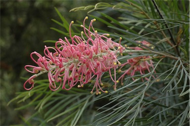 APII jpeg image of Grevillea 'Bulli Beauty'  © contact APII