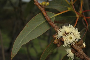 APII jpeg image of Eucalyptus valens  © contact APII