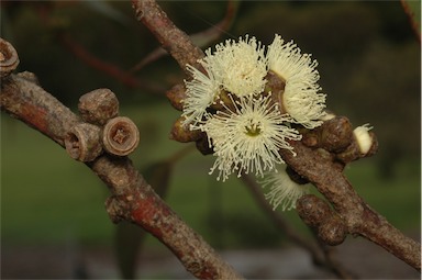 APII jpeg image of Eucalyptus valens  © contact APII