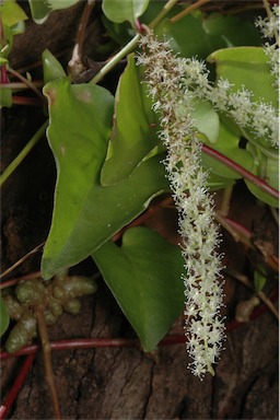 APII jpeg image of Anredera cordifolia  © contact APII