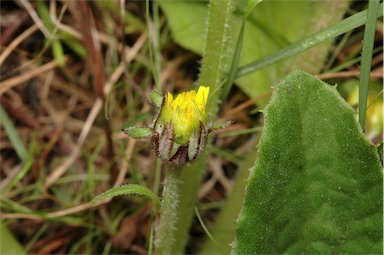 APII jpeg image of Cymbonotus preissianus  © contact APII