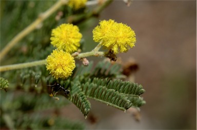 APII jpeg image of Acacia mollifolia  © contact APII