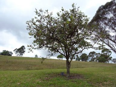 APII jpeg image of Eucalyptus shirleyi  © contact APII