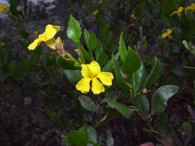 APII jpeg image of Goodenia ovata  © contact APII