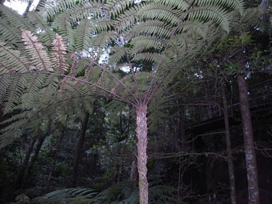 APII jpeg image of Cyathea leichhardtiana  © contact APII