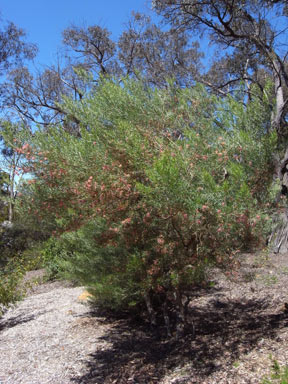 APII jpeg image of Grevillea 'Sid Reynolds'  © contact APII